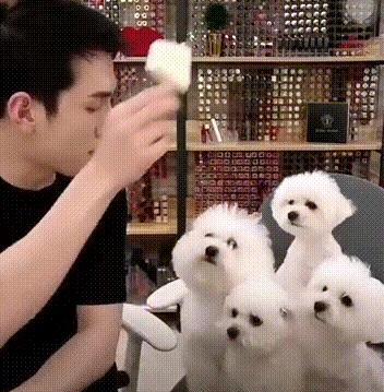 小型狗狗排行榜前十名-小型犬有哪些