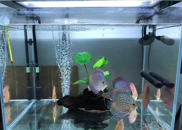 七彩鱼的养殖方法和注意事项