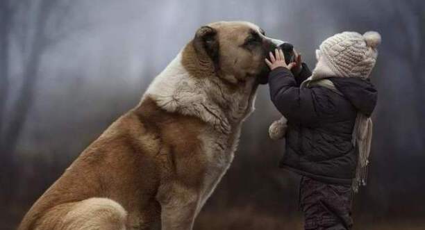 巴克是什么品种的狗-欧洲十大顶级血统犬