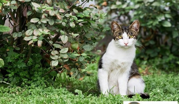 最不容易引过敏的猫咪品种有哪些 最不容易引过敏的猫咪品种有哪些