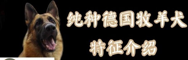 纯种德国牧羊犬有什么特征-在国内哪里能买到纯种东德牧羊犬 纯种德国牧羊犬有什么特征-在国内哪里能买到纯种东德牧羊犬