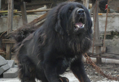 鬼獒pk藏獒-鬼獒对战比特犬谁胜算大