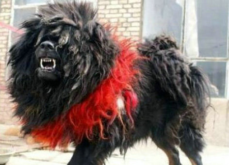 鬼獒pk藏獒-鬼獒对战比特犬谁胜算大