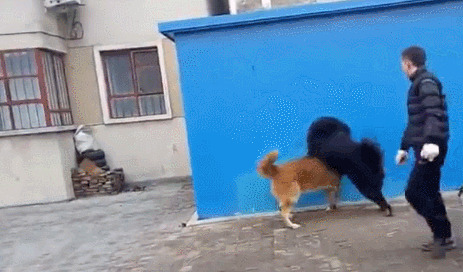 高加索犬与藏獒打架-高加索犬跟藏獒那个厉害