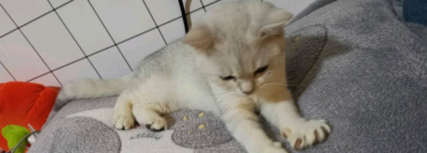 猫的寿命一年是多少岁