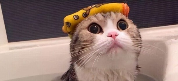 猫咪洗澡多少钱一次-小猫送宠物店洗澡要多少钱