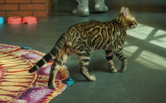 豹猫和孟加拉猫的区别