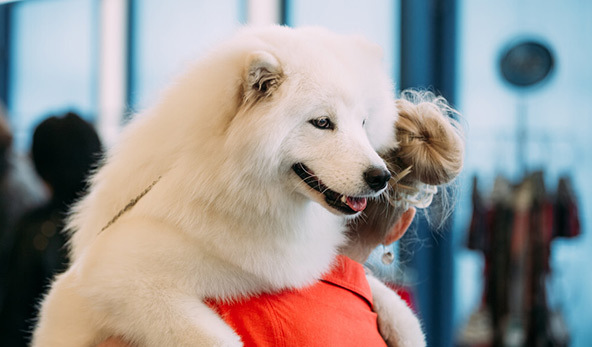 萨摩耶犬好养吗