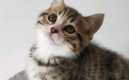 猫的寿命一年是多少岁
