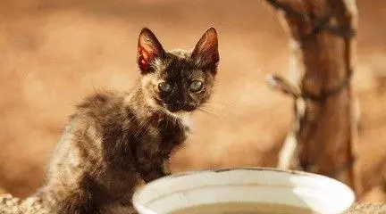 0度左右猫会冻死吗-猫右眼睛睁不开怎么办