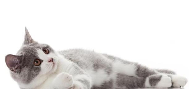 后院猫是什么意思-什么是后院猫