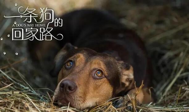 有关狗的电影-十部必看的犬类电影 有关狗的电影-十部必看的犬类电影