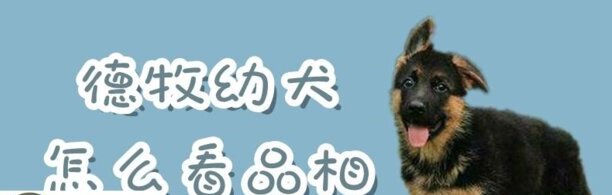 德牧幼犬如何看品相-德牧幼犬接回家怎么养