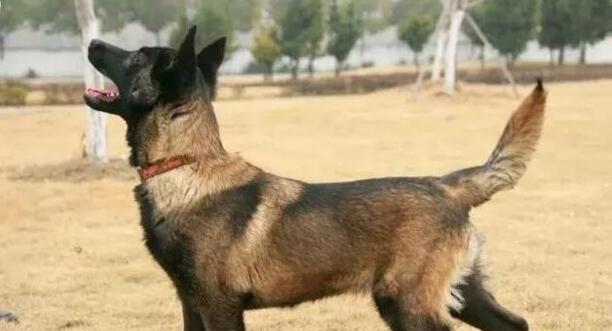 那种狗狗智商高好训练-马犬的忠诚有多可怕 那种狗狗智商高好训练-马犬的忠诚有多可怕