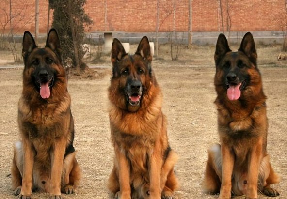 德牧犬训练方法与技巧-训练德牧的6个方法与技巧
