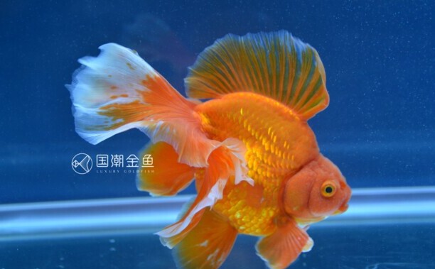 金鱼有哪几种种类