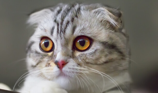 猫咪智商排名前十-猫智商排名是怎样的 猫咪智商排名前十-猫智商排名是怎样的