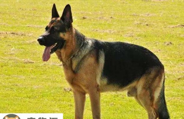 德牧幼犬价格-1200可以买到纯种德牧吗
