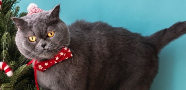 怎么判断猫咪发烧了-猫咪温度多高算发烧