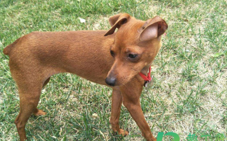 小鹿犬可以吃桃子吗