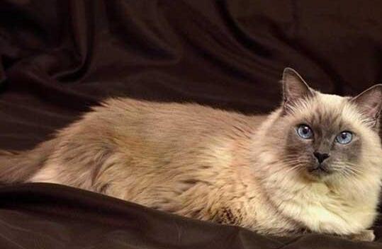 猫咪智商排名前十-猫智商排名是怎样的 猫咪智商排名前十-猫智商排名是怎样的