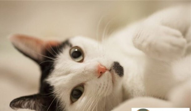 养猫的好处和坏处-家里养猫的十大危害