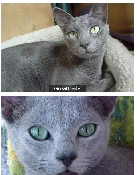 世界十大最贵的猫-宠物猫10大排名