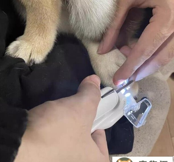 宠物店猫咪洗澡一般要多少-哈尔滨宠物店给猫洗澡多少钱