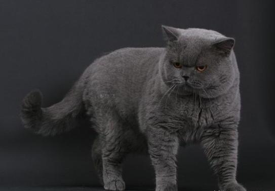 猫咪品种排行榜前十名