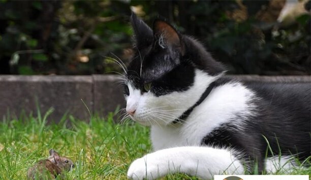 猫益生菌能不能天天吃-猫咪益生菌的正确吃法