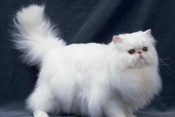 世界十大最贵的猫-宠物猫10大排名