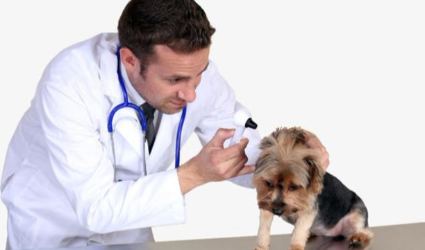 如何分辨是不是犬窝咳-小狗犬窝咳怎么办急 如何分辨是不是犬窝咳-小狗犬窝咳怎么办急