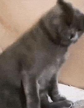 猫咪轻轻咬你代表什么-别人让你咬咬牙坚持一下该如何客套 猫咪轻轻咬你代表什么-别人让你咬咬牙坚持一下该如何客套