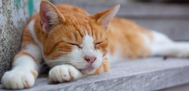 怎么判断猫咪发烧了-猫咪温度多高算发烧