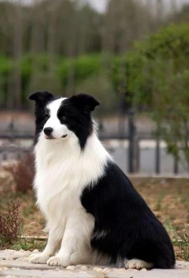边境牧羊犬好养吗