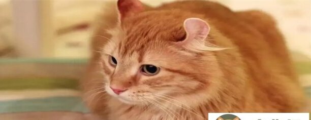 猫吃鱼会被刺卡到吗-猫被鱼刺卡住了怎么办