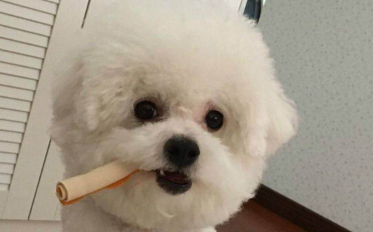 比熊犬必吃十种食物 比熊犬必吃十种食物