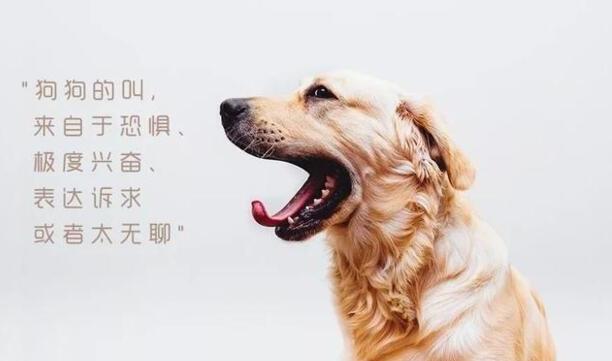 小狗为什么一直叫个不停-怎么让狗叫出声