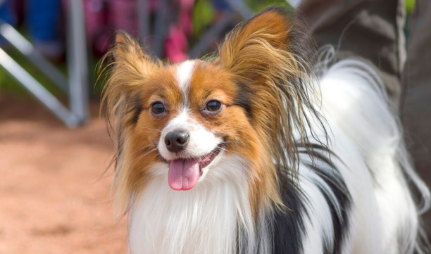 要不要养蝴蝶犬，看完这几点再决定