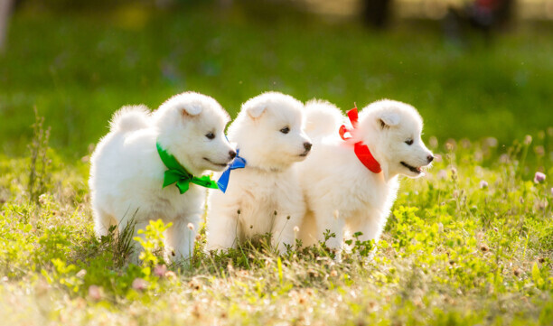 萨摩耶犬幼犬训练方法-养萨摩最佳方法 萨摩耶犬幼犬训练方法-养萨摩最佳方法