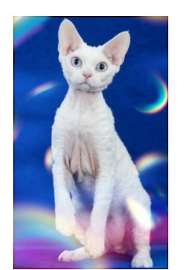 白色的猫有哪些品种-白猫在中国的寓意