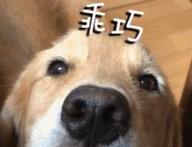 世界上最聪明的狗排名前十名的智商-最聪明的狗狗是哪种狗