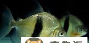 龙鱼最佳配鱼排行-最贵龙鱼混养最佳搭配 龙鱼最佳配鱼排行-最贵龙鱼混养最佳搭配