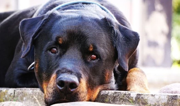那种狗狗智商高好训练-马犬的忠诚有多可怕 那种狗狗智商高好训练-马犬的忠诚有多可怕