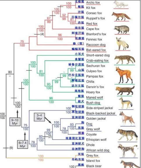 犬科动物有哪些-猎豹属于什么科动物