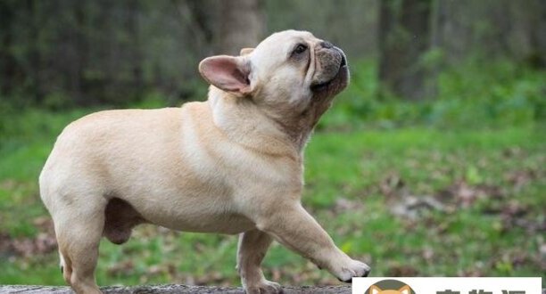 法国斗牛犬的优点与缺点