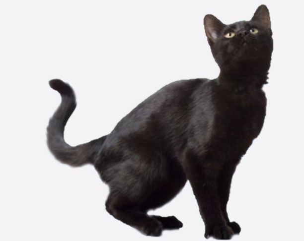 纯黑的猫一般人养不了-黑色的猫是什么品种 纯黑的猫一般人养不了-黑色的猫是什么品种