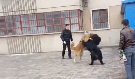 高加索犬与藏獒打架-高加索犬跟藏獒那个厉害