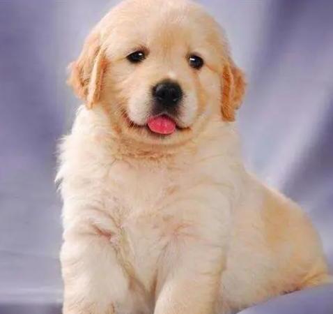 小金毛多少钱一只-纯种金毛幼犬多少钱一只