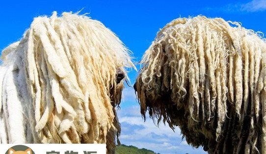匈牙利牧羊犬价格是多少钱-拖把犬是什么品种 匈牙利牧羊犬价格是多少钱-拖把犬是什么品种